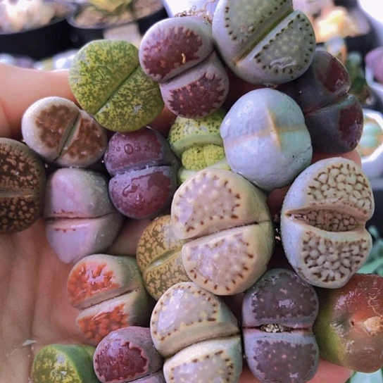 无花朵0532，19颗2厘米以上