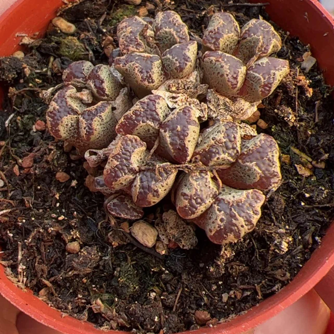 【闪购商品】000000003红蝴蝶