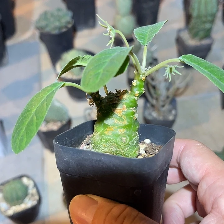 无花朵实生琉桑块根