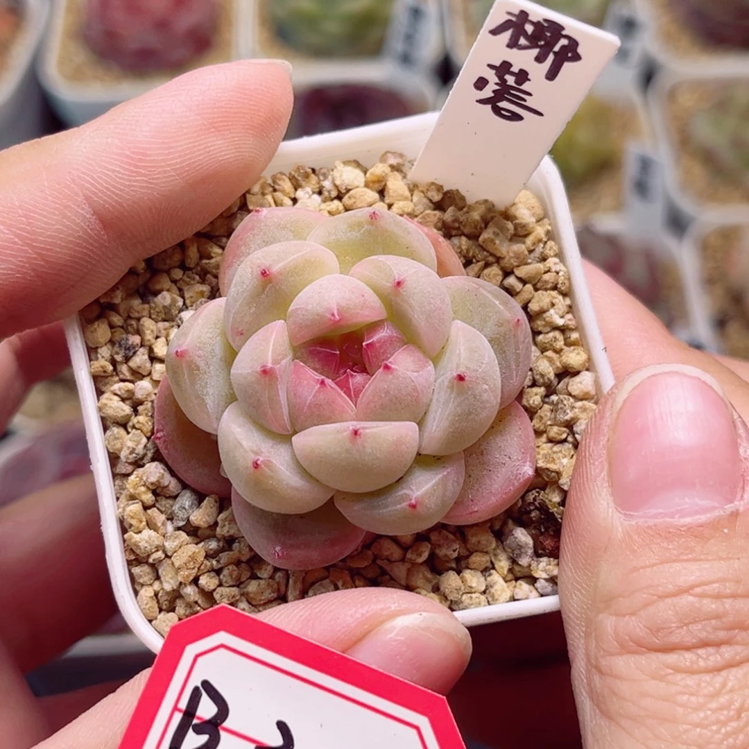 B325一物一拍 椰蓉