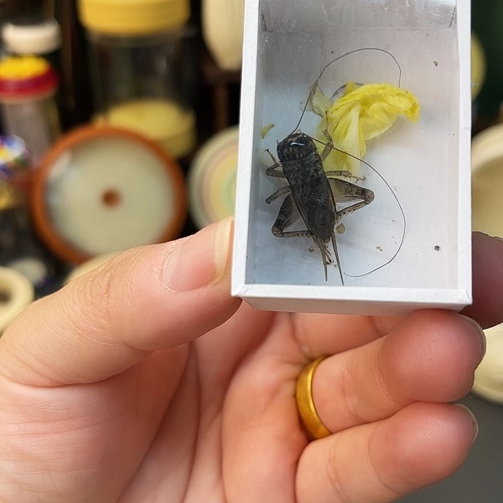 手***翁白虫3只啊哈哈哈哈哈哈哈哈哈