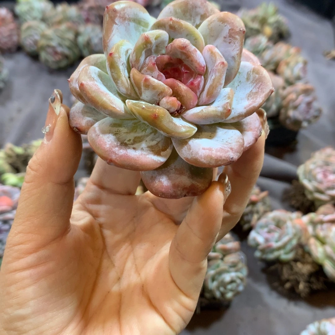 砍头庄子特价哈哈哈哈哈哈