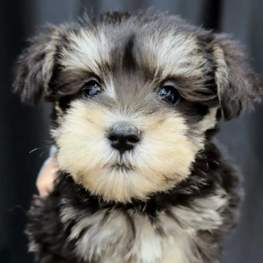 小体雪纳瑞弟弟，五白到位，非常漂亮成年5到6斤。雪纳瑞