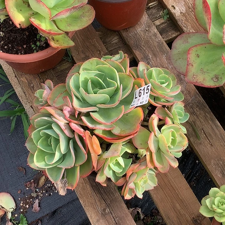 莫尼卡捧花 多肉植物9.27号左右发
