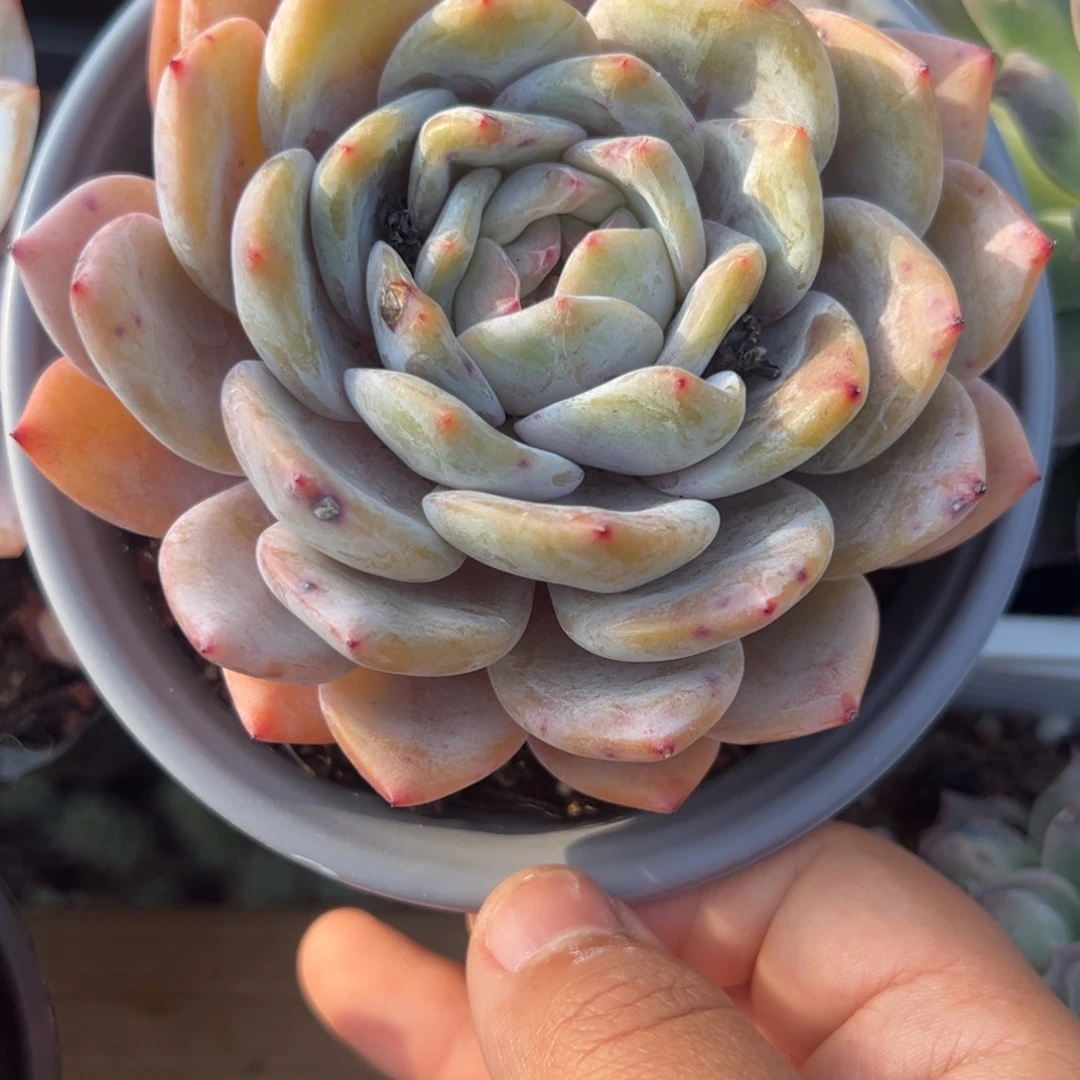 大单头星影橙梦露