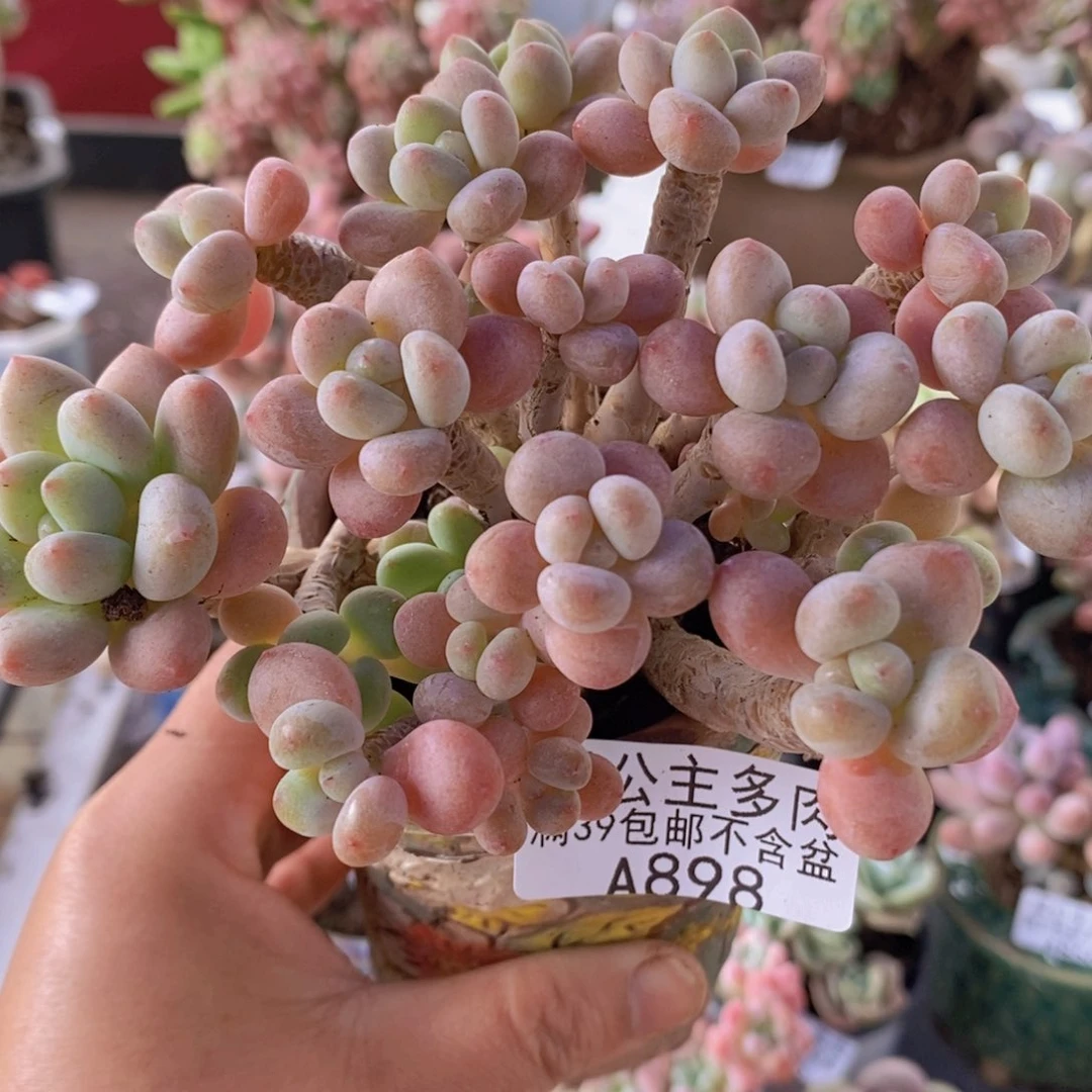 鱼子酱老桩11cm898多肉植物