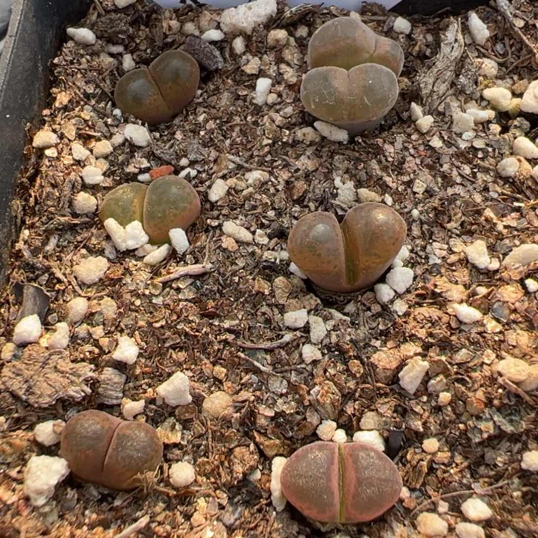 26-54肉锥多肉植物