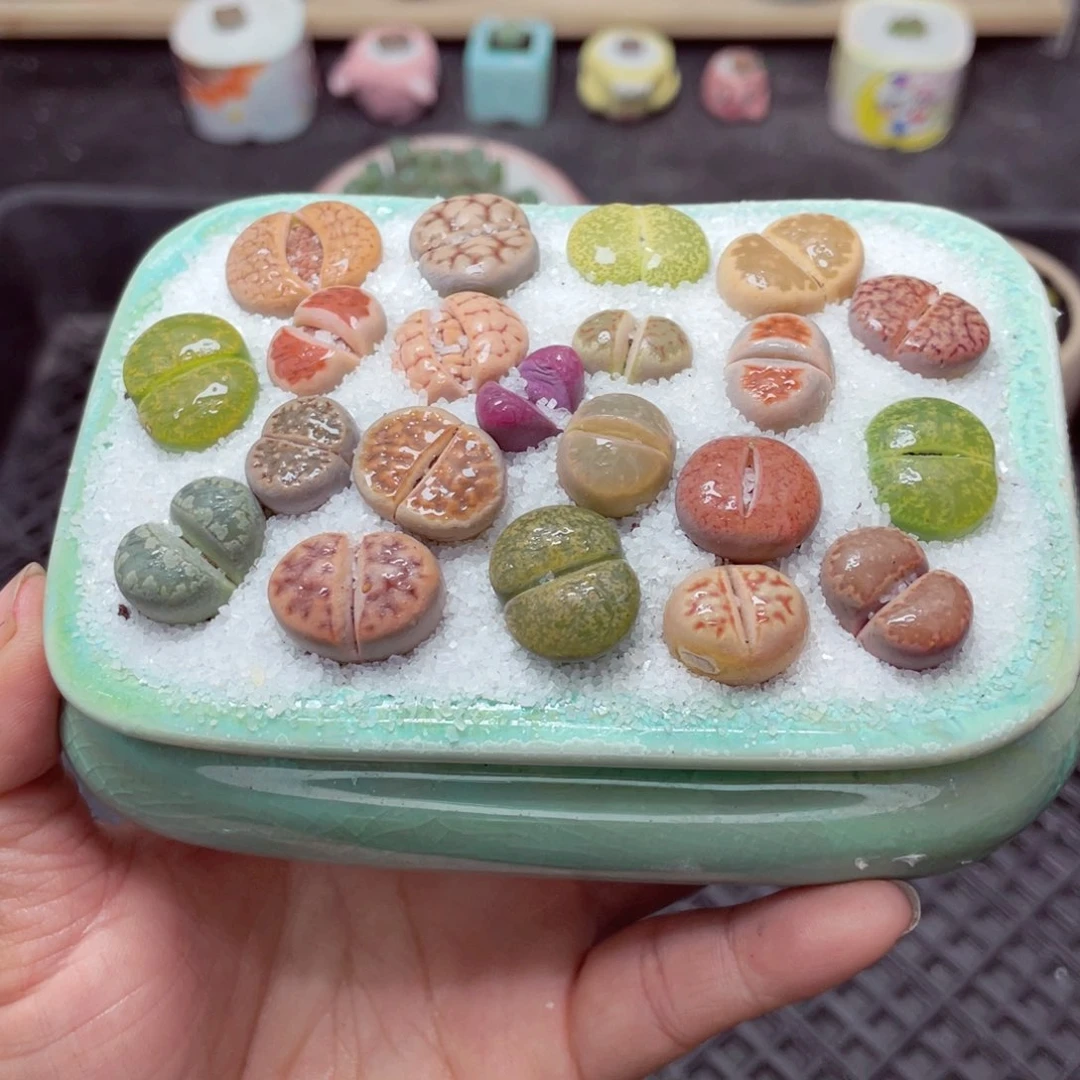 w1965 带盆土发货-零下地区拍保温箱