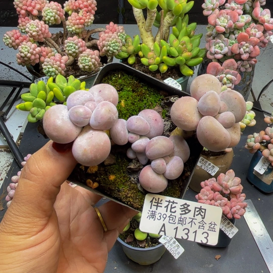 芭比奶酪1313/8cm多肉