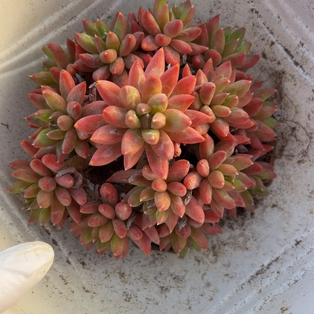 炫彩星群生多肉植物