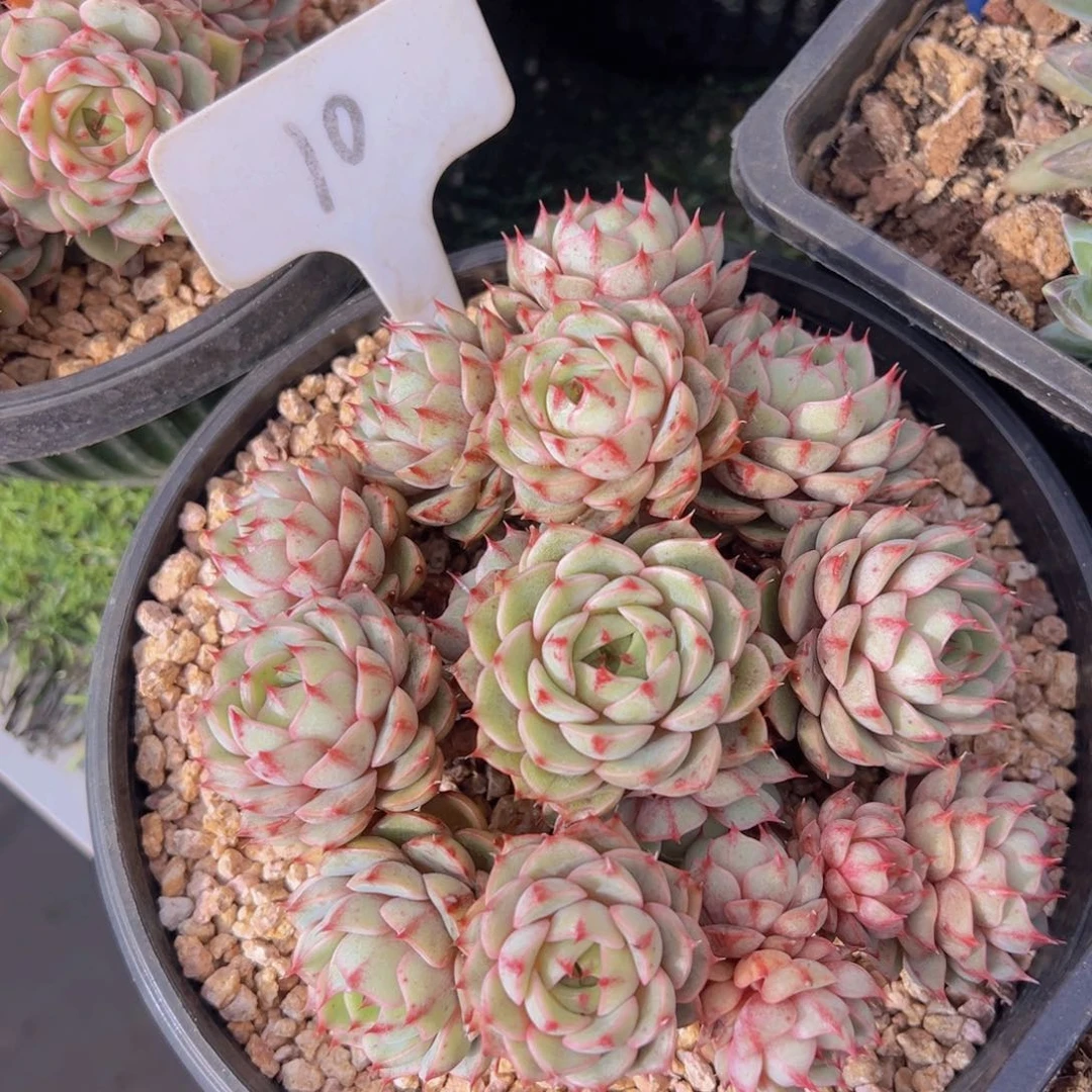 香玉的故事是一个人的