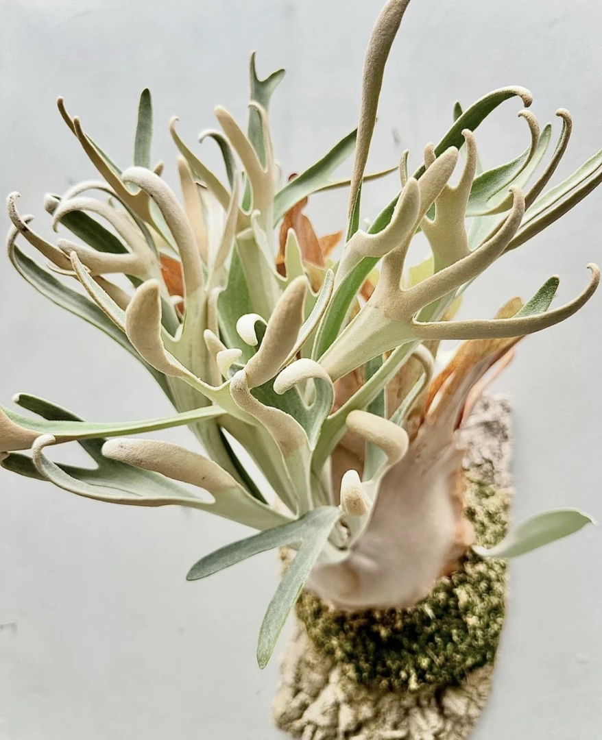 玛塔塔鹿角蕨 P. 'Hakuna Matata'