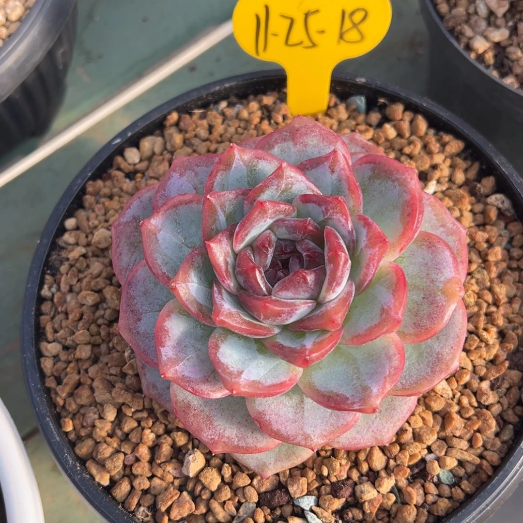 11-25-18新品美肉多肉植物