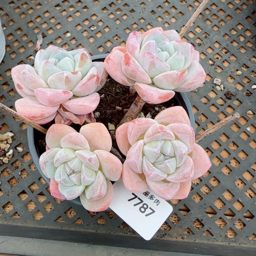 长杆冰玉，7787多肉植物