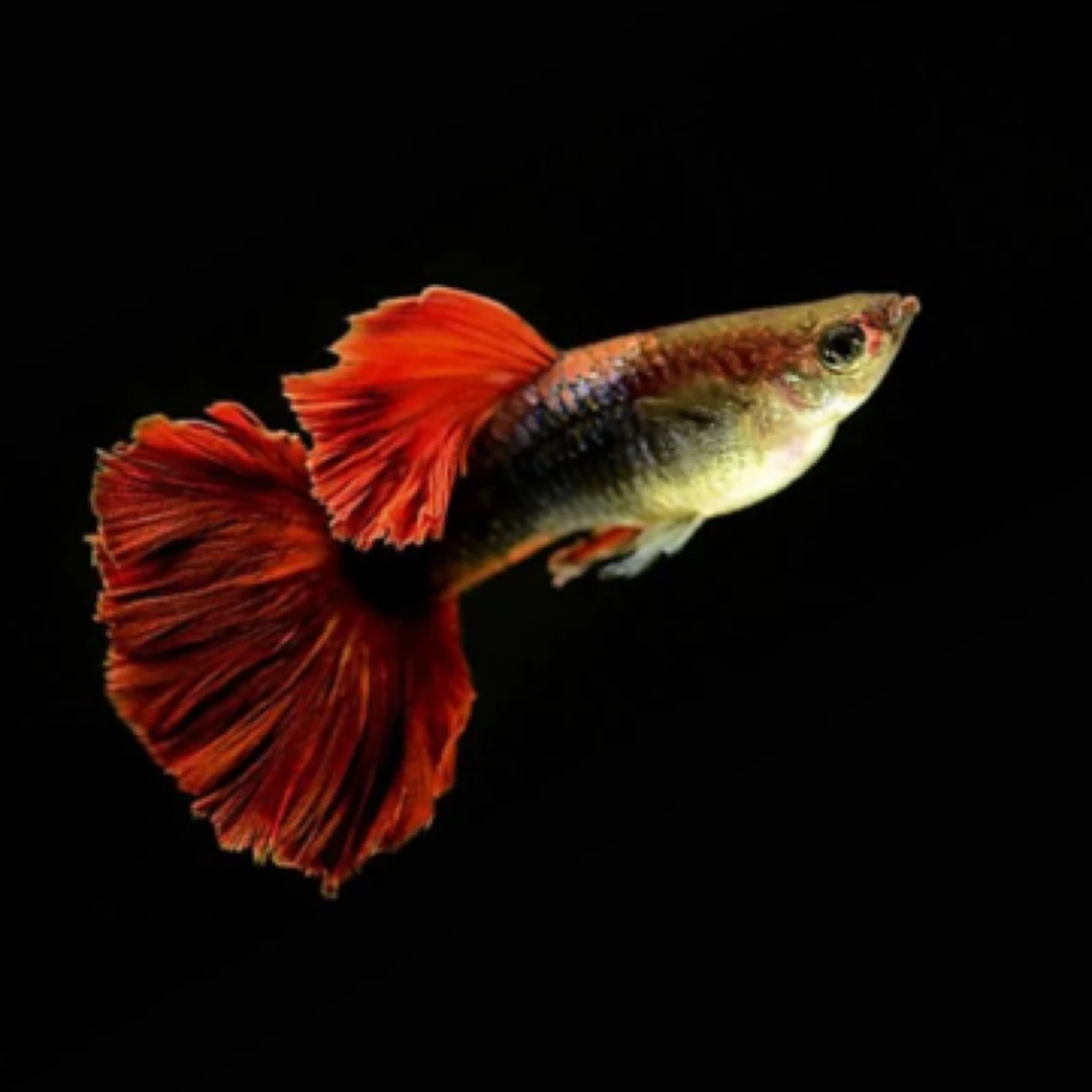 【菊花翻折扇】精品种鱼