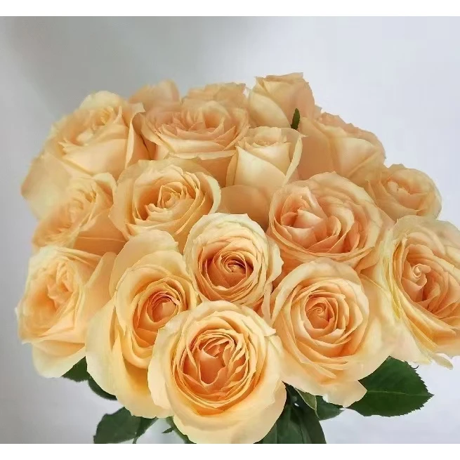 【香槟】云南斗南基地现采现发品质好香槟单头玫瑰