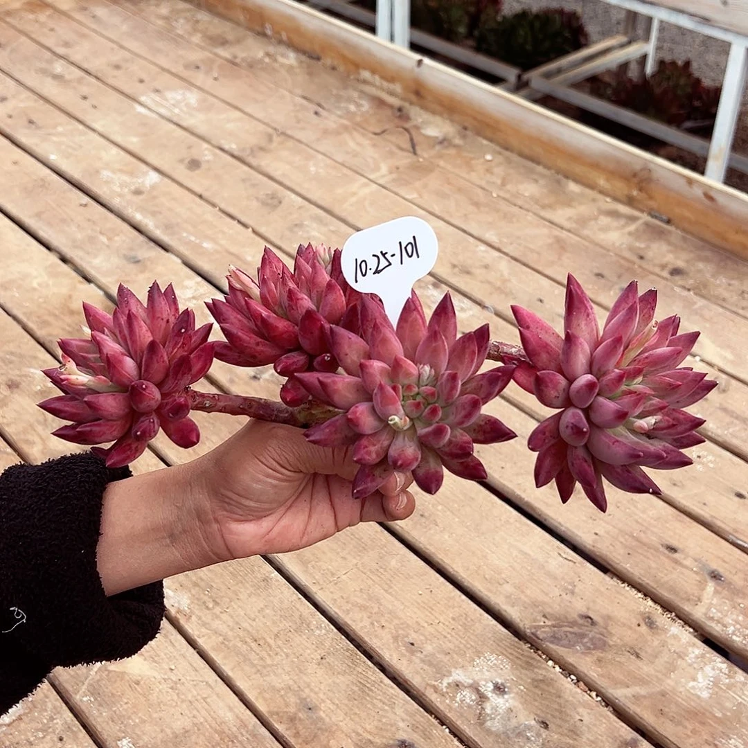 1025-101母本胖体羽毛纹虞美人