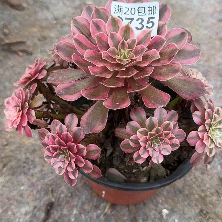 0735黑铜壶多肉法师