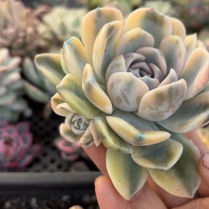 汉堡锦多肉之物啊