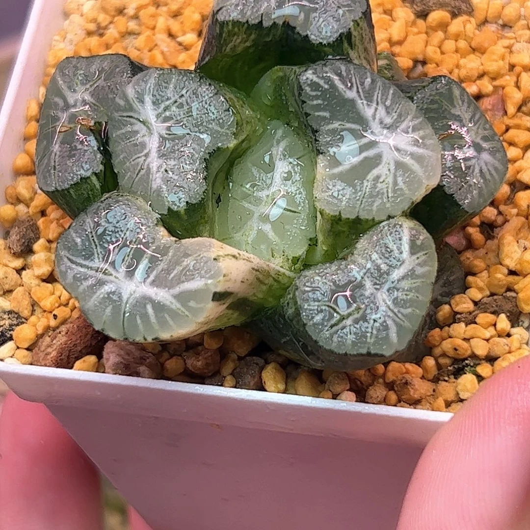 花菱锦十二卷多肉