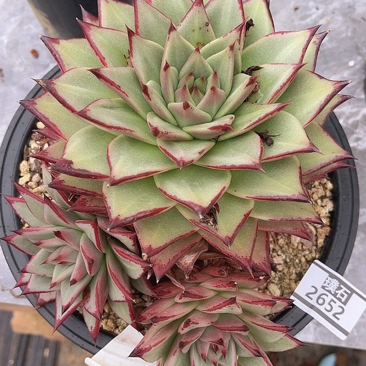 乌木2652多肉植物