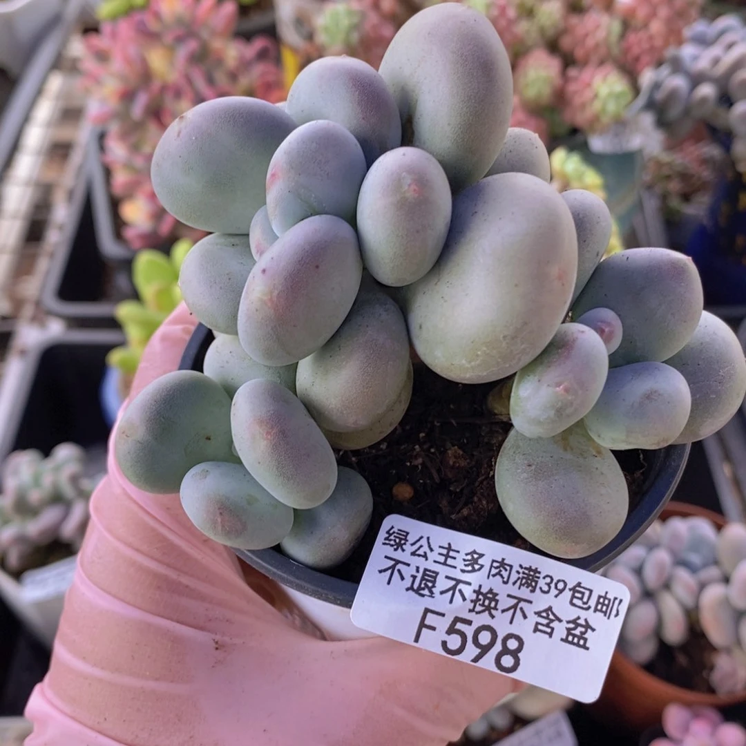大叶奶8cm598多肉植物