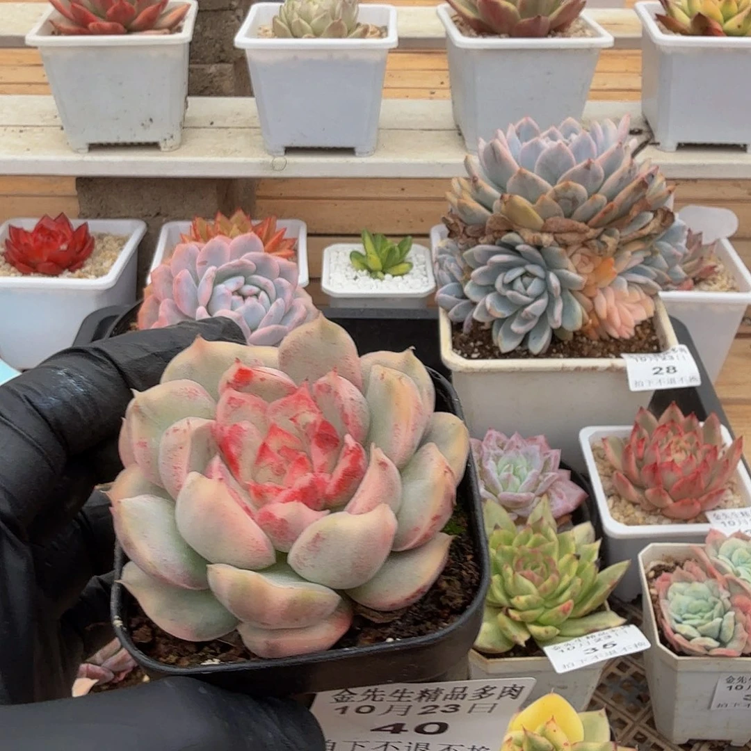 1023-40草莓蛋糕锦