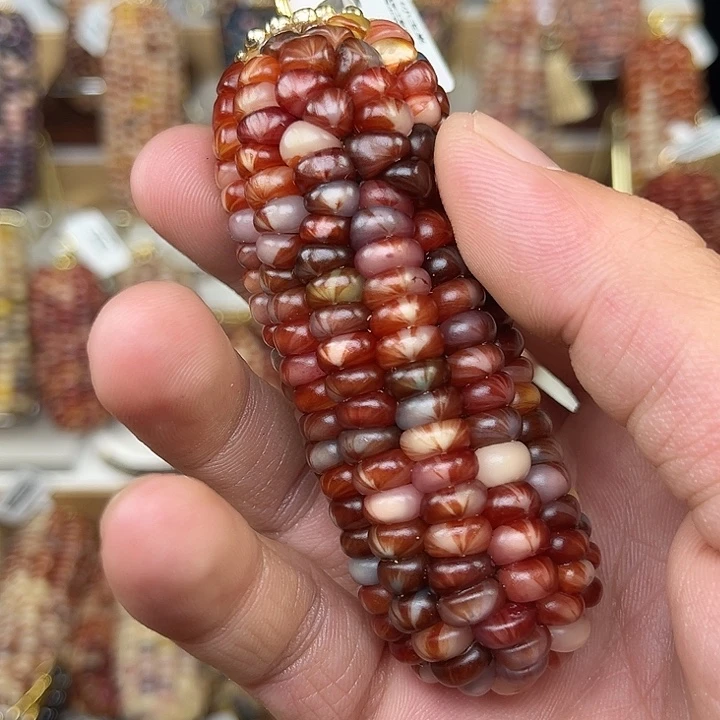 小***乎中国大陆小玉米68