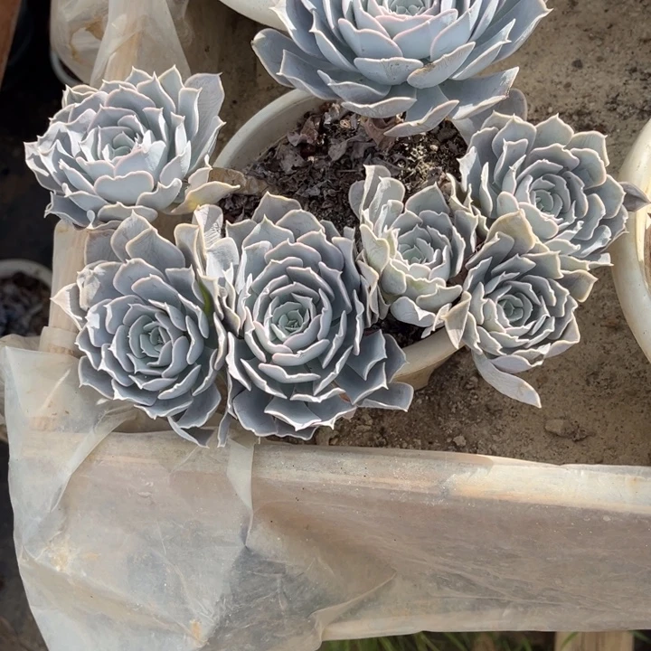 青***。圣卡高桩群生，官服20