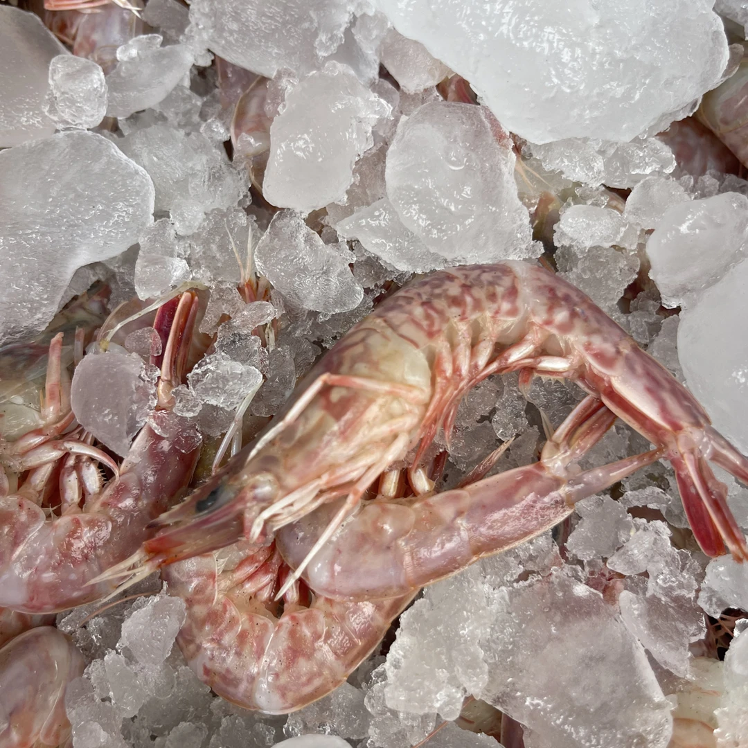 新鲜美味本港金钩虾仁5斤