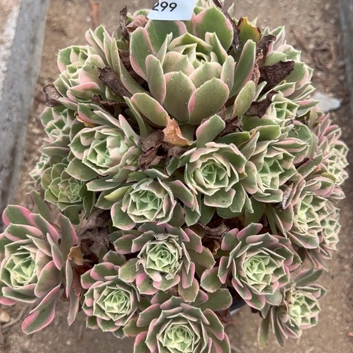 女妖多肉植物299