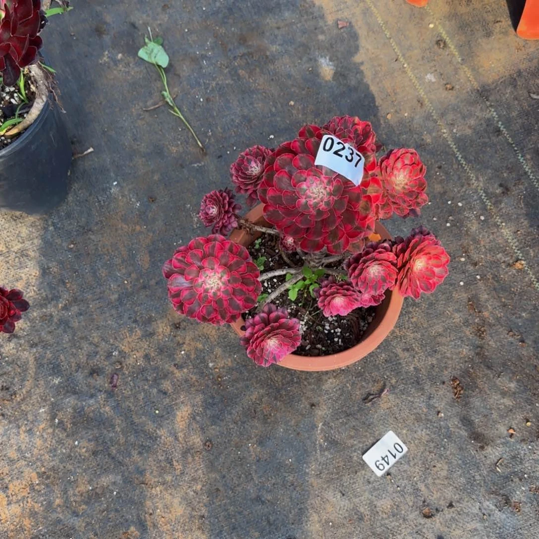 永***店0237多肉法师锦1111