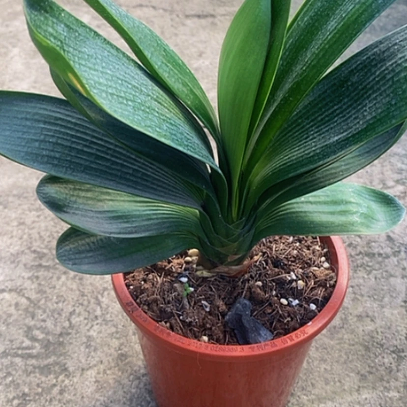 【闪购商品】当前无花朵，栽培后可花朵雨*蒙