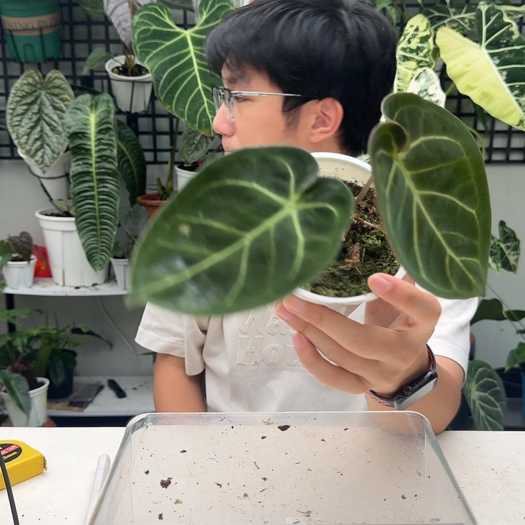 完全开放G33细脉水晶