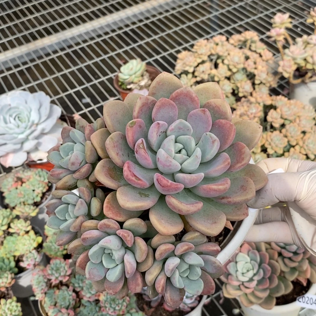 2041花斑露一物一拍