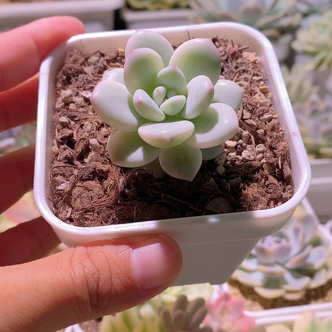 香水锦多肉植物老桩