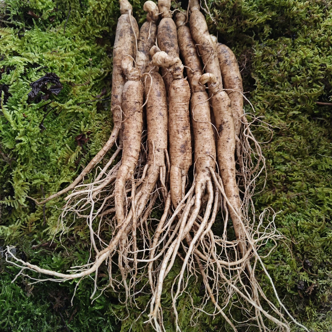 长白山人参果肉紧实颗颗精心挑选新鲜完整自然生长无添加产地包邮