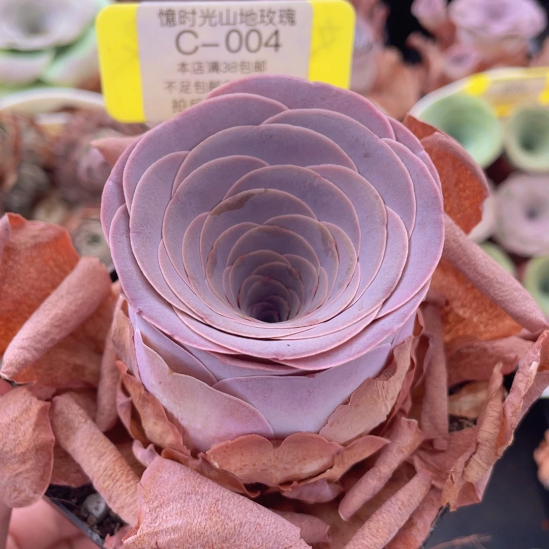 山地玫瑰C004满38包邮裸根发货