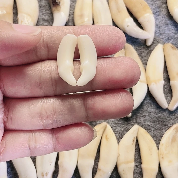 非金属无原生黑小牙一对
