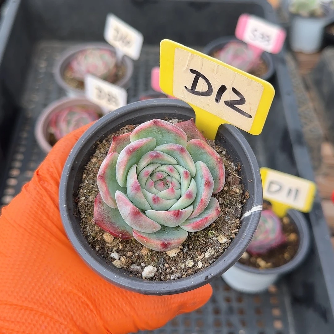 最**⭐D12惊鸿单头多肉