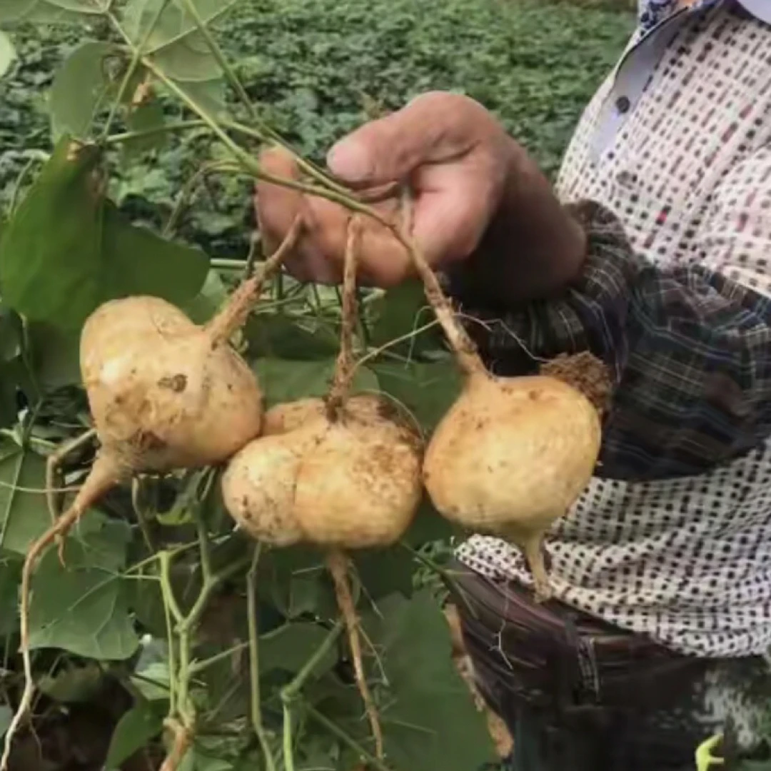 贵州地萝卜白地瓜沙葛低雄低脂新鲜现挖现发脆甜多汁孕妇水果