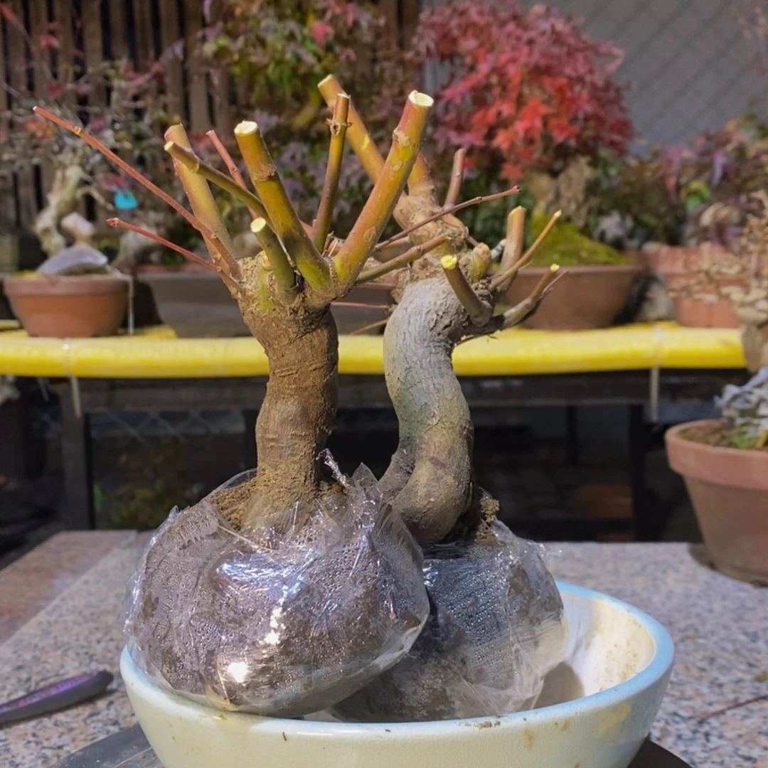 无花朵蓝*心原生山红叶