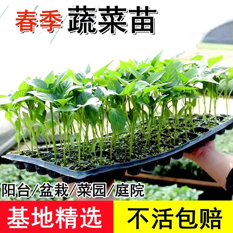 【基地直发】高产辣椒苗朝天椒螺丝椒蔬菜苗带土发货阳台庭院地栽