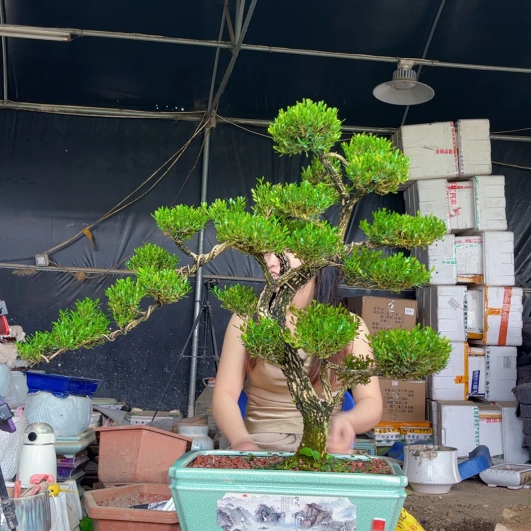 【闪购商品】5*7黄杨盆景