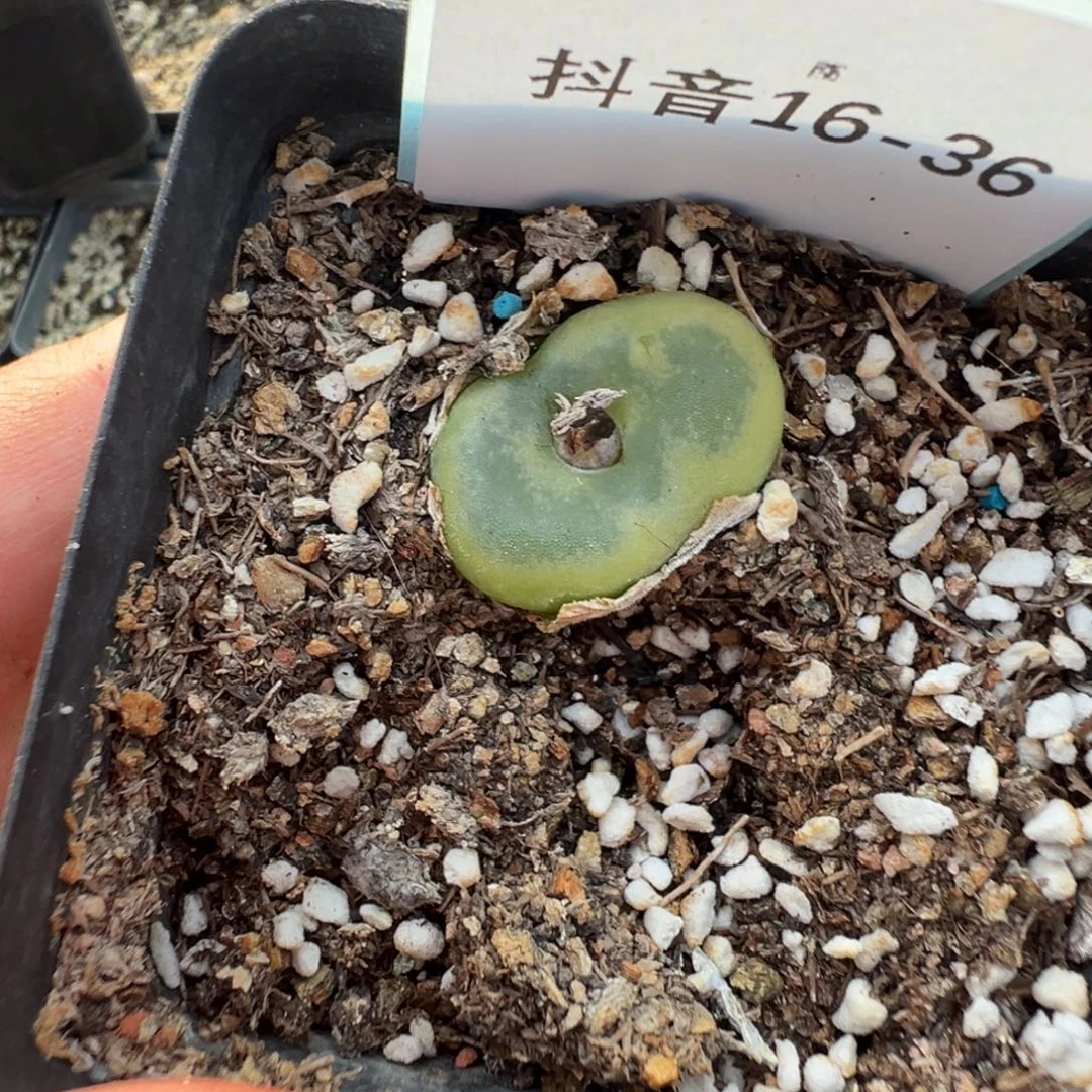 16-36肉锥多肉植物