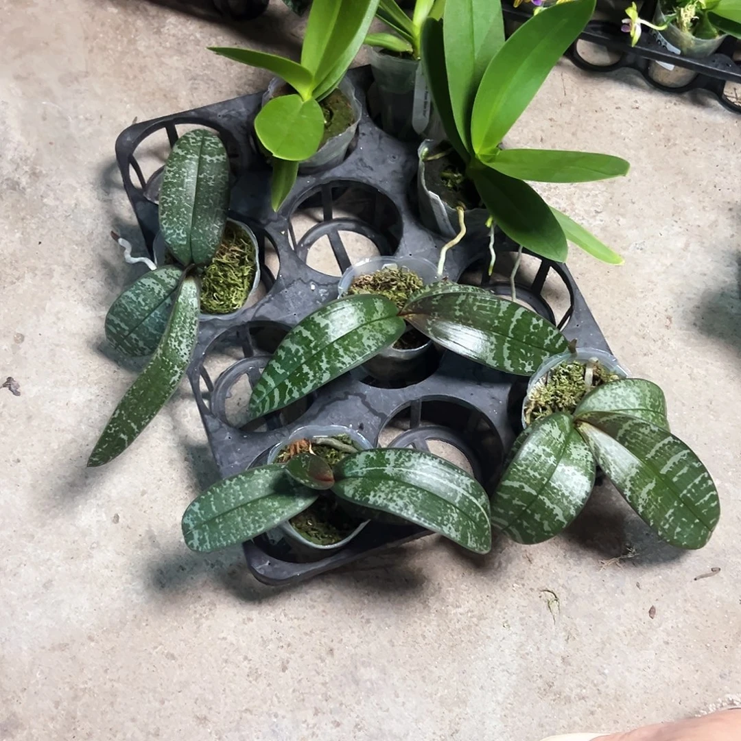 不开花植物虎2.5苗