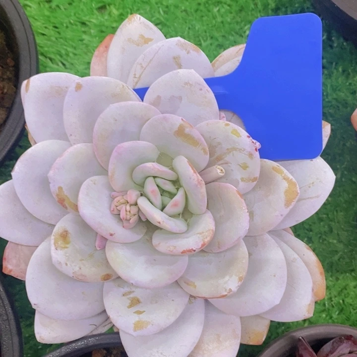 多肉植物，开心多肉