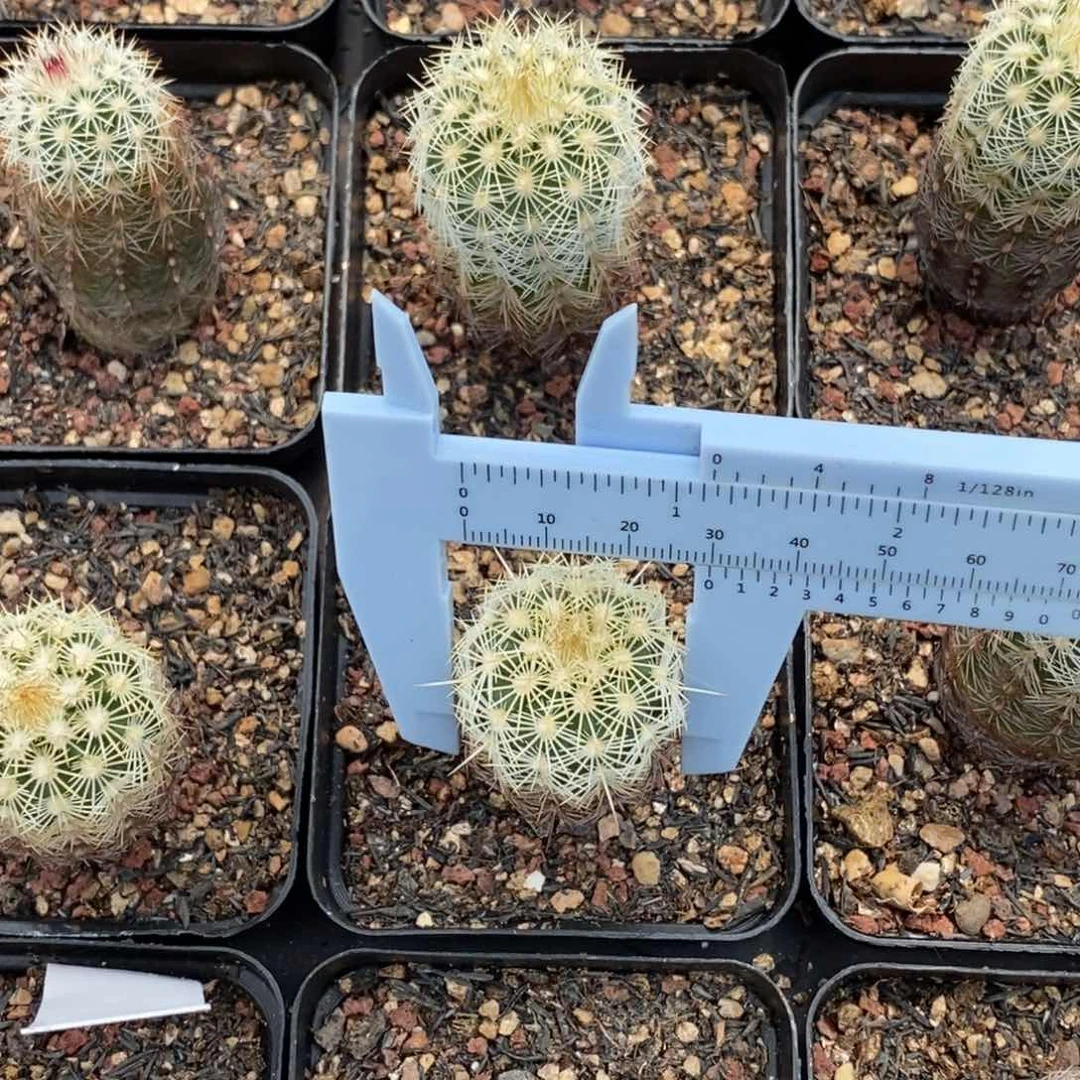 金栗虾实生实生脱盆一颗