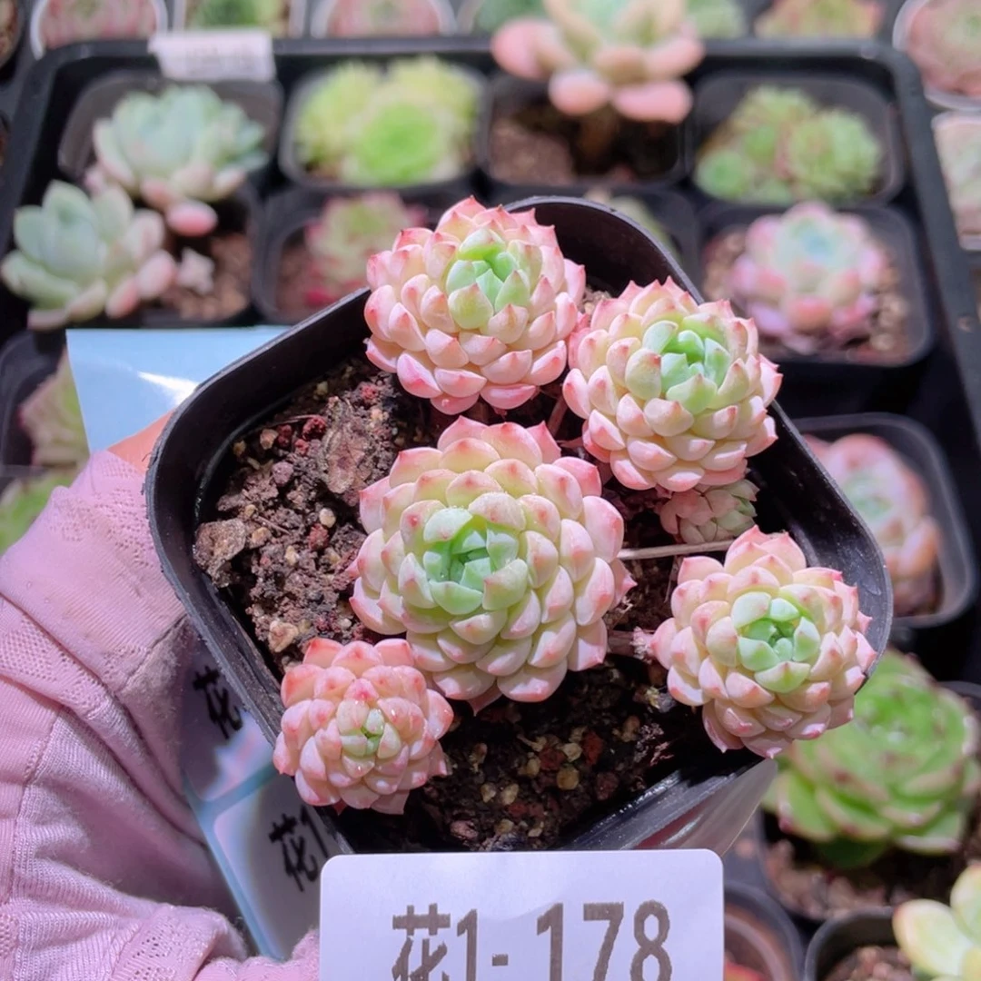 花利美1-178小粉莓