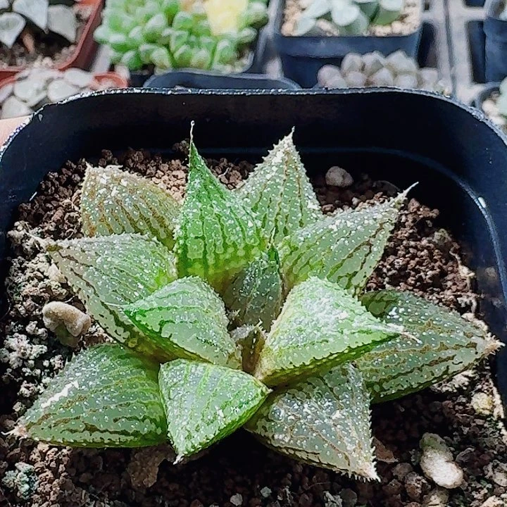 无花朵十二卷实生特选福利